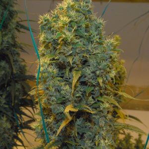 nl5 haze
