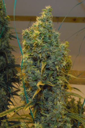 nl5 haze