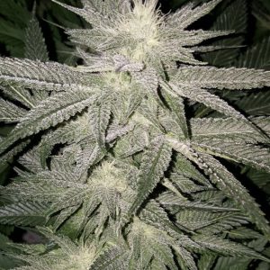 Original True G13 TopFlite Fem