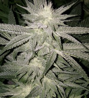 Original True G13 TopFlite Fem