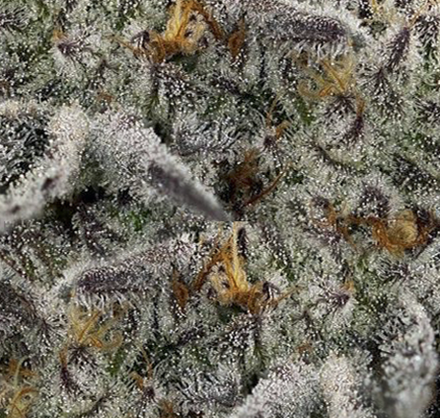 Oreoz TopFlite Feminized