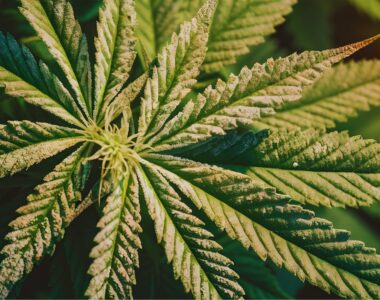 How-to-Identify-and-Treat-Common-Plant-Diseases-and-Pests