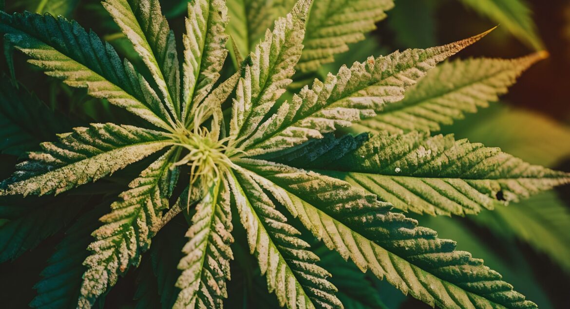 How-to-Identify-and-Treat-Common-Plant-Diseases-and-Pests