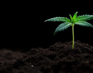 Soil vs Hydro