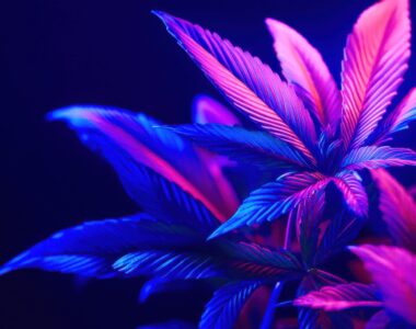 Why is my weed purple?
